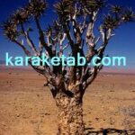 کتاب از خویشمایه ها و توانسته ها
