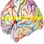 کتاب تاریخ روانشناسی و روانشناسی تاریخی