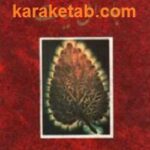 جاودانگی حیات