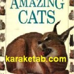 AMAZING CAT