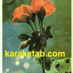 خوشه های نارس
