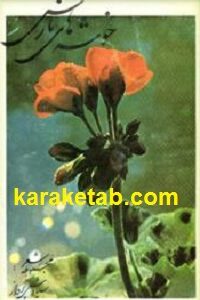 خوشه های نارس